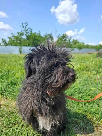 Tom & Jerry - zwei kleine, verlassene Brüder