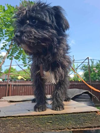 Tom & Jerry - zwei kleine, verlassene Brüder