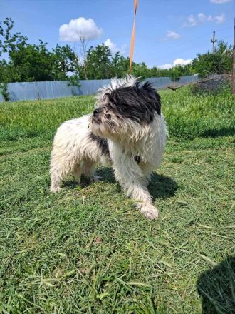 Tom & Jerry - zwei kleine, verlassene Brüder