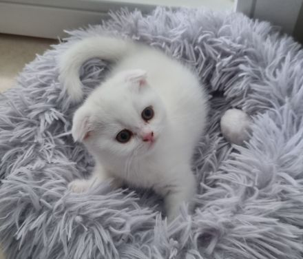 Verkauf zwei super süße Kätzchen