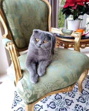 Verkauf zwei super süße Kätzchen