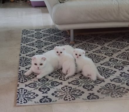 Verkauf zwei super süße Kätzchen