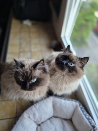 Milo & Balu Ragdoll Kater suchen ein Zuhause ❤️