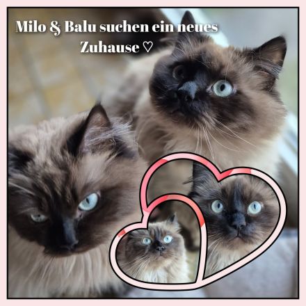 Milo & Balu Ragdoll Kater suchen ein Zuhause ❤️
