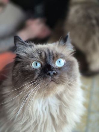 Milo & Balu Ragdoll Kater suchen ein Zuhause ❤️