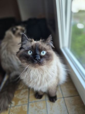 Milo & Balu Ragdoll Kater suchen ein Zuhause ❤️