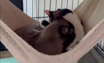 Leslie und Lichi, FIV positiv