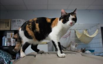 Leslie und Lichi, FIV positiv