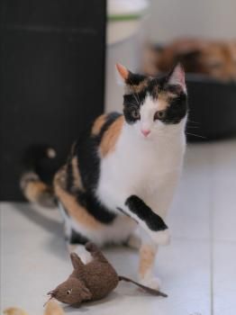 Leslie und Lichi, FIV positiv