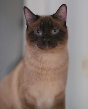 Leslie und Lichi, FIV positiv