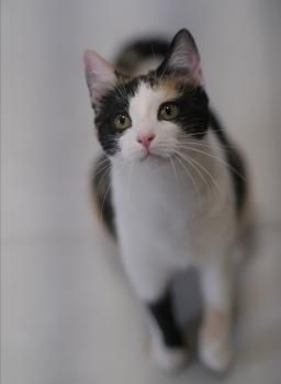 Leslie und Lichi, FIV positiv