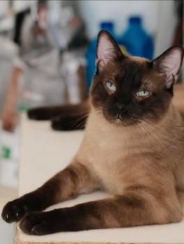 Leslie und Lichi, FIV positiv