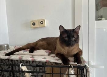 Leslie und Lichi, FIV positiv