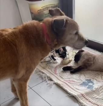 Leslie und Lichi, FIV positiv