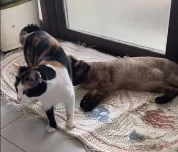 Leslie und Lichi, FIV positiv