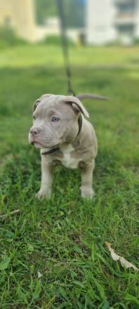 American Bully (Pocket)