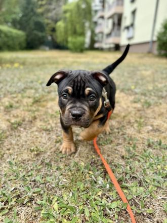 American Bully (Pocket)