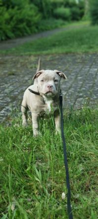 American Bully (Pocket)