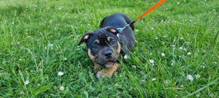 American Bully (Pocket)