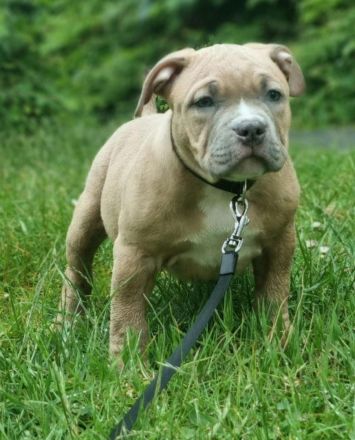 American Bully (Pocket)