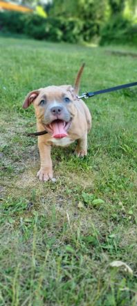 American Bully (Pocket)