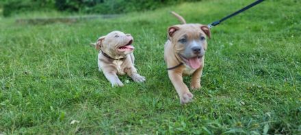 American Bully (Pocket)
