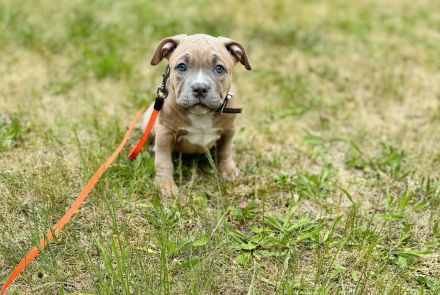 American Bully (Pocket)
