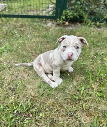 American Bully (Pocket)