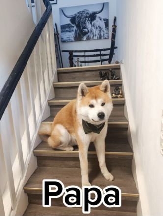 Akita Inu Welpen
