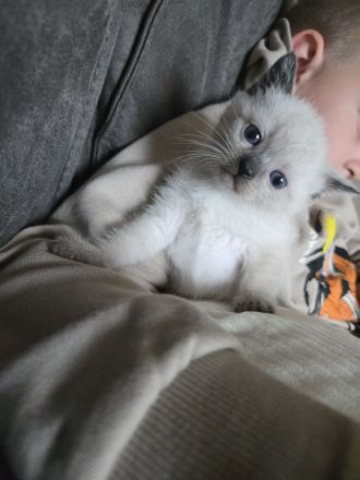 Siam kitten Siambabys siamkitten