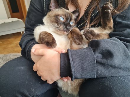 Siam kitten Siambabys