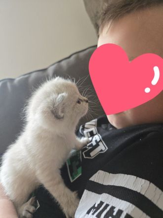 Siam kitten Siambabys siamkitten