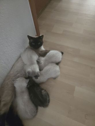 Siam kitten Siambabys siamkitten