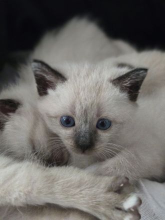 Siam kitten Siambabys