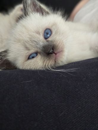 Siam kitten Siambabys