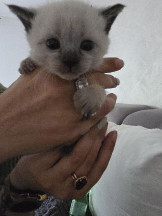 Siam kitten Siambabys