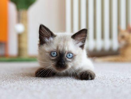 Siam kitten Siambabys