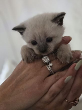 Siam kitten Siambabys