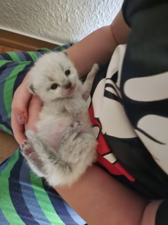 Siam kitten Siambabys