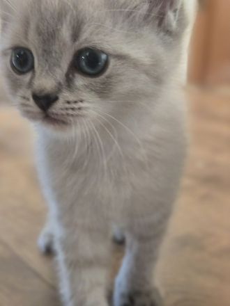 Siam kitten Siambabys siamkitten