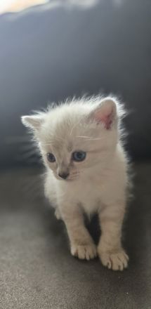 Siam kitten Siambabys siamkitten