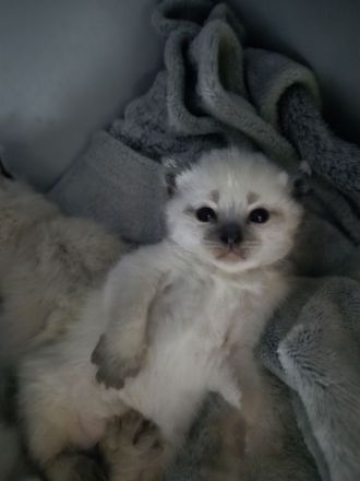 Siam kitten Siambabys