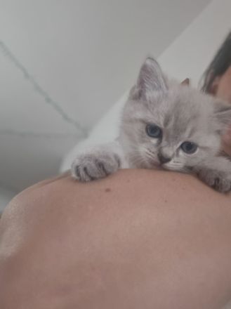 Siam kitten Siambabys siamkitten