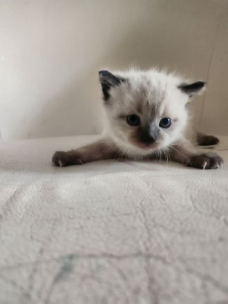 Siam kitten Siambabys