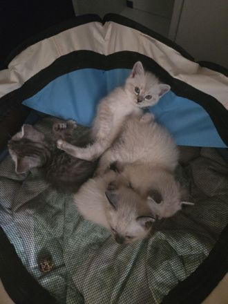 Siam kitten Siambabys siamkitten