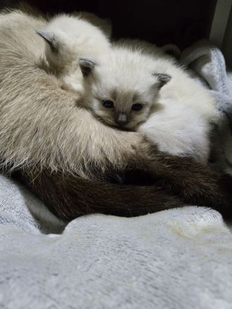Siam kitten Siambabys