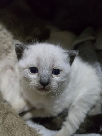 Siam kitten Siambabys