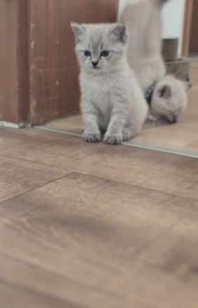 Siam kitten Siambabys siamkitten