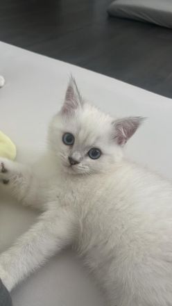 Noch ein reinrassiger Bkh kitten übrig