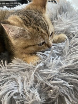 ❤️Zwei Tieger Kitten suchen neues Zuhause ❤️